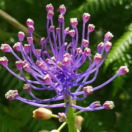 Aroma Tilias