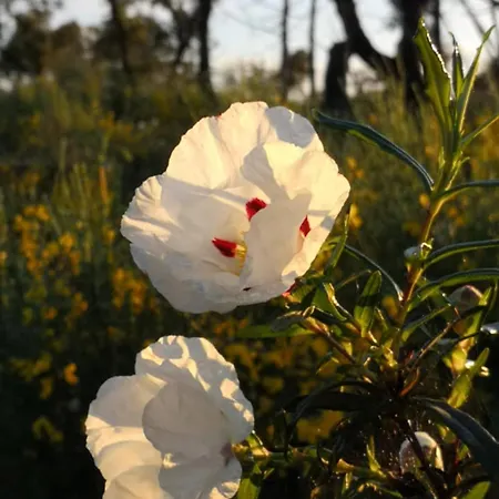 Aroma Tilias Lägenhet Proença-a-Nova
