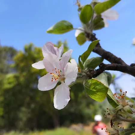 Aroma Tilias Lägenhet Proença-a-Nova