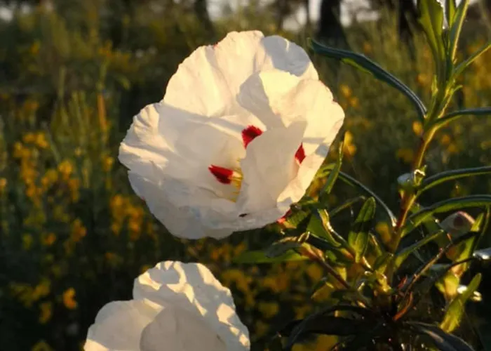 Aroma Tilias Διαμέρισμα Proença-a-Nova