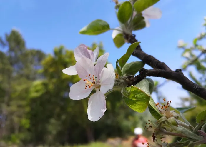Aroma Tilias Διαμέρισμα Proença-a-Nova