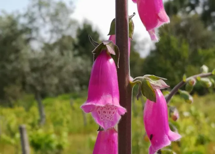 Aroma Tilias *